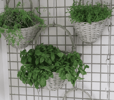 Vertical Garden on Patio