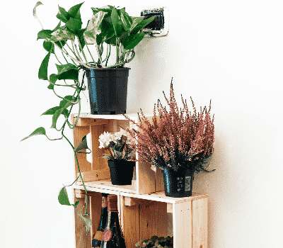 Wooden Crate Pot Plants